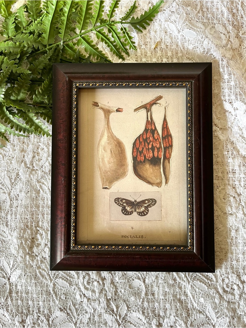 Vintage Framed Chrysalis Butterfly Decor 5x7
